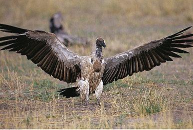 模拟经营建造新作《城市传说：中世纪时代》公布